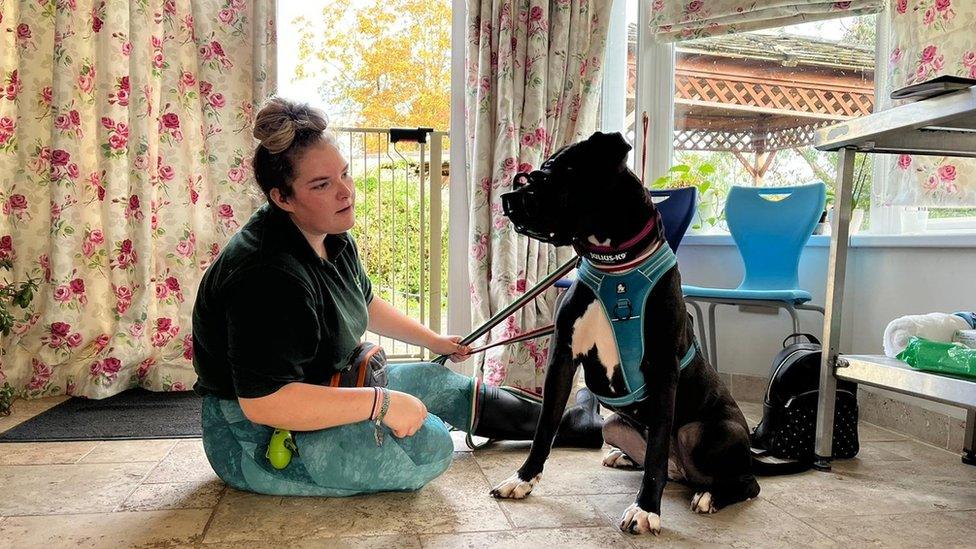 A larger dog sits for a trainer