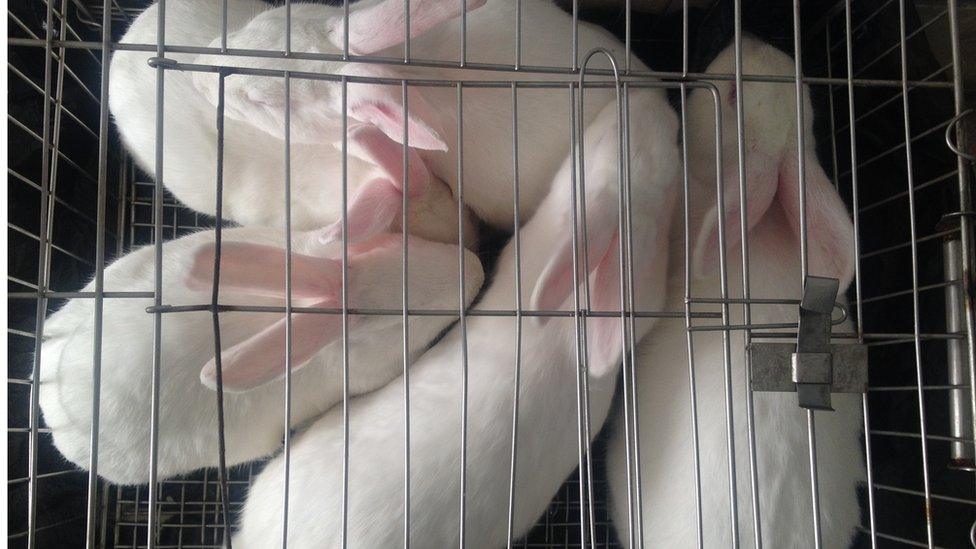 A stock image of rabbits in a laboratory cage