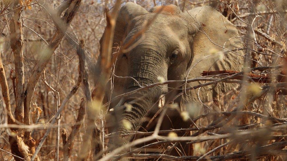 Zambian elephant