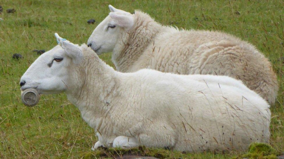 Sheep with drink can on mouth