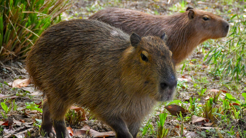 Capybaras Maple and Olive