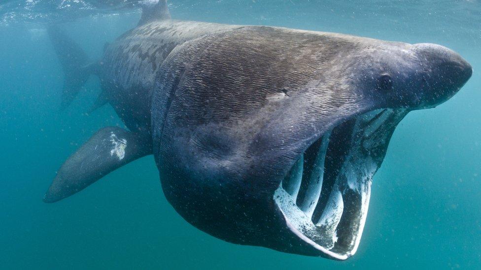 Basking shark