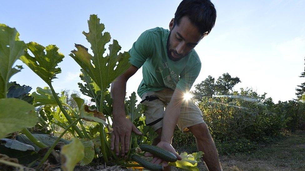 Courgette plant (12 September 2016)