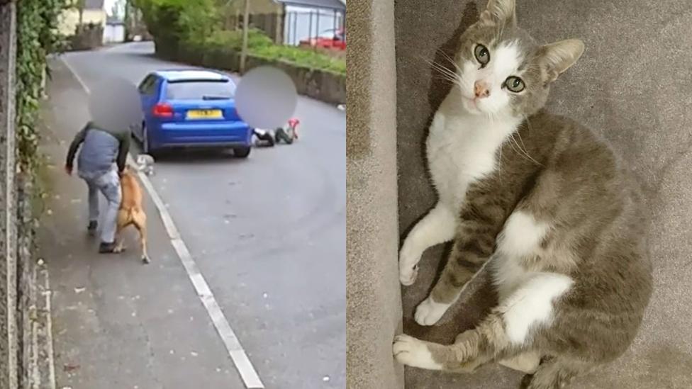 A man throwing a cat on the left, with the cat flying through the sky on the right