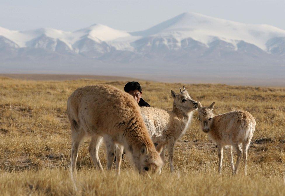 A forest policeman of Kekexili Nature Reserve pastures Tibetan antelopes at a wild animal rescue centre on 21 April 2005 in Chengduo County of Qinghai Province, China