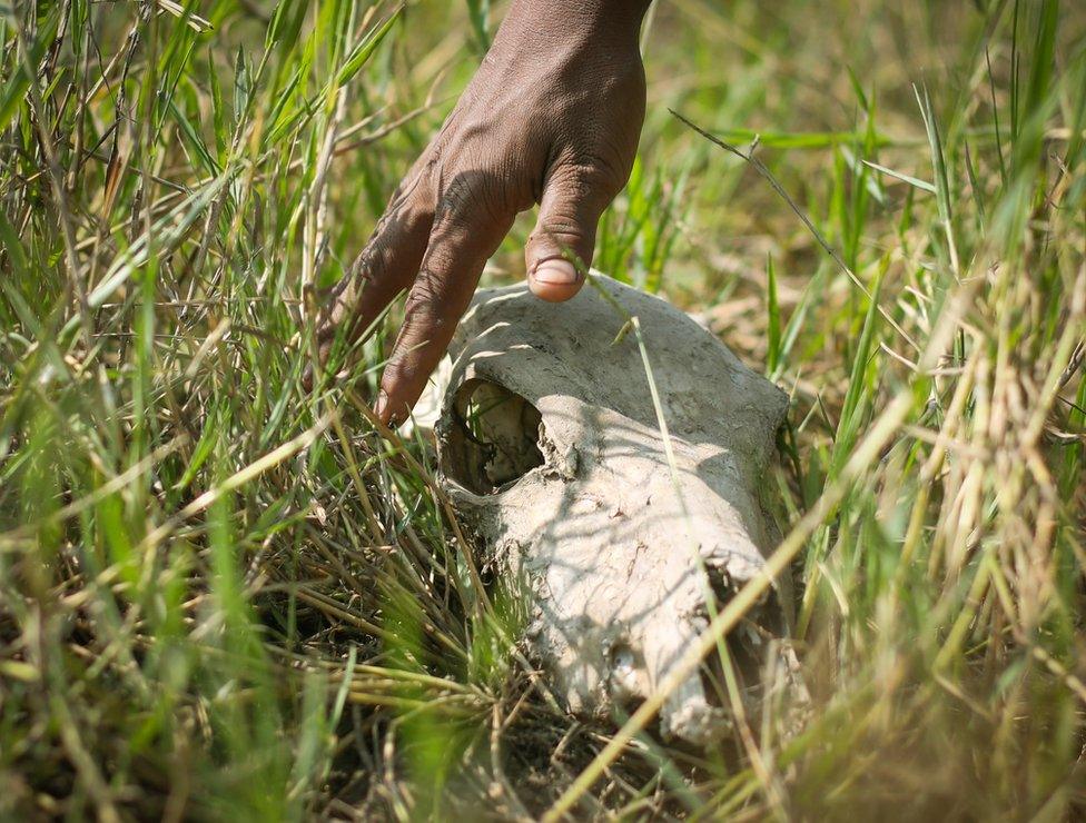 The skull of an animal lying in the grass