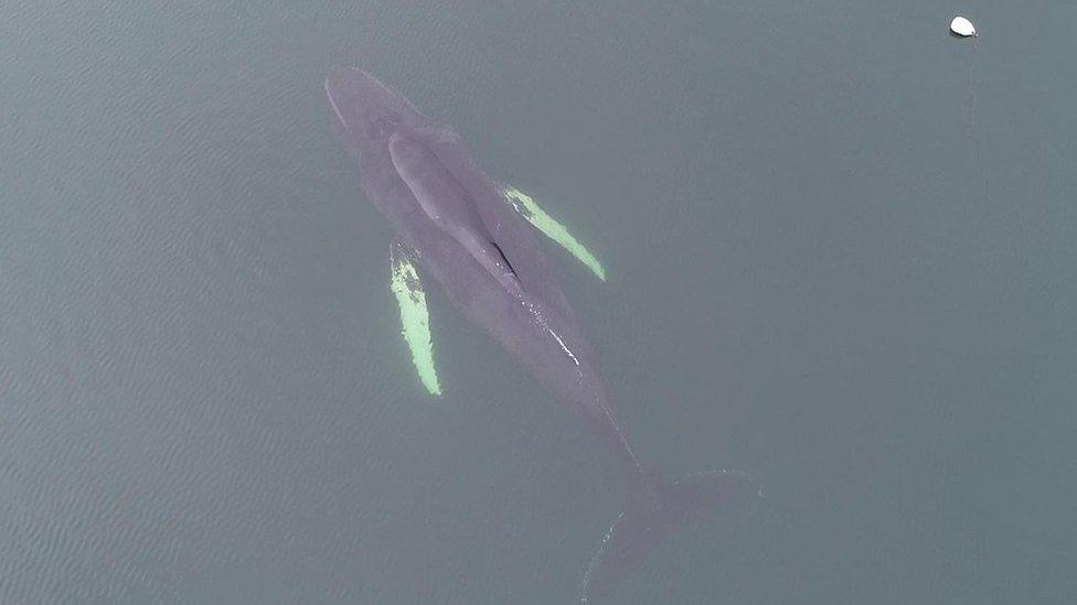 SAMS drone image of whale