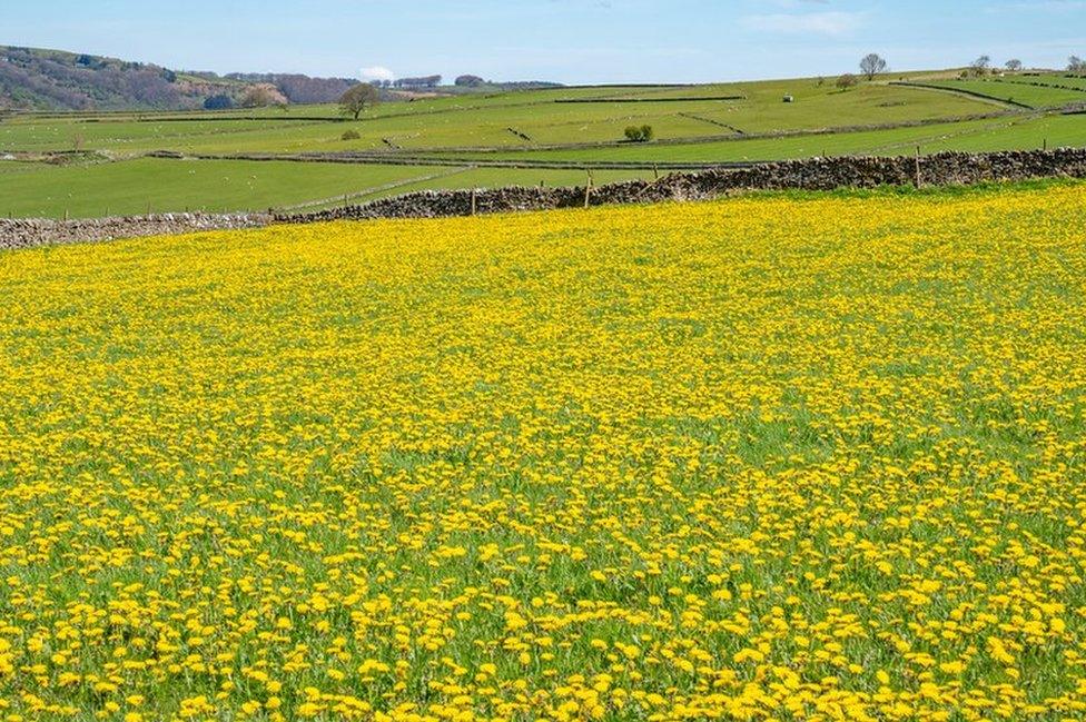 A field filled with dandelions