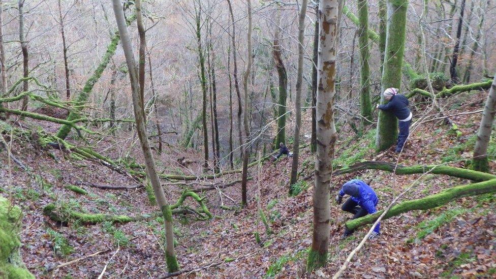 Looking for Whorled Solomon's Seal in Perthshire