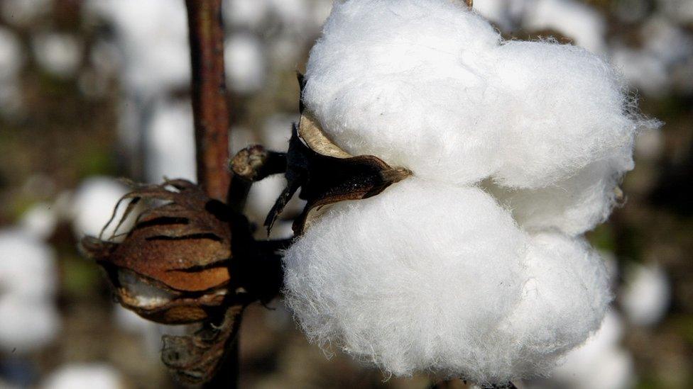 Cotton waits to be harvested