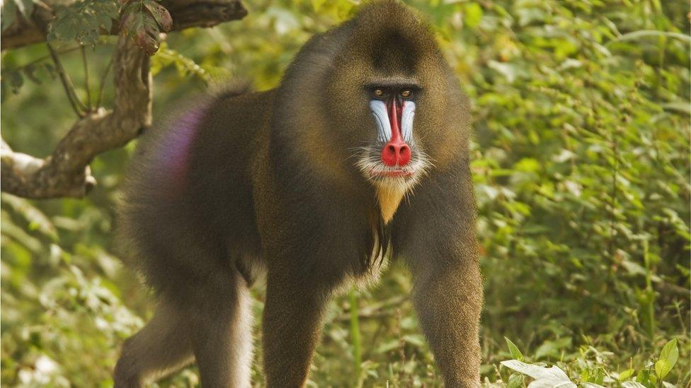 mature male mandrill in Gabon