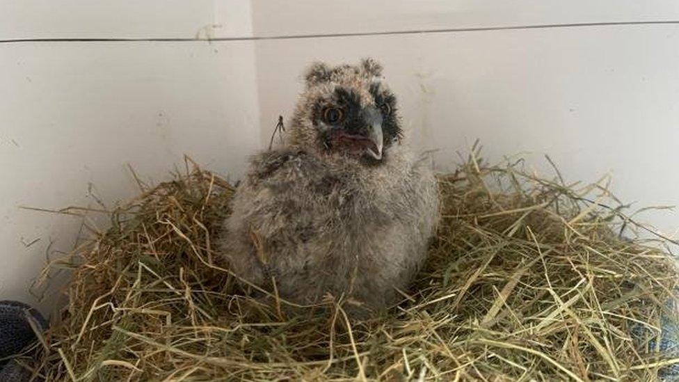 baby owl