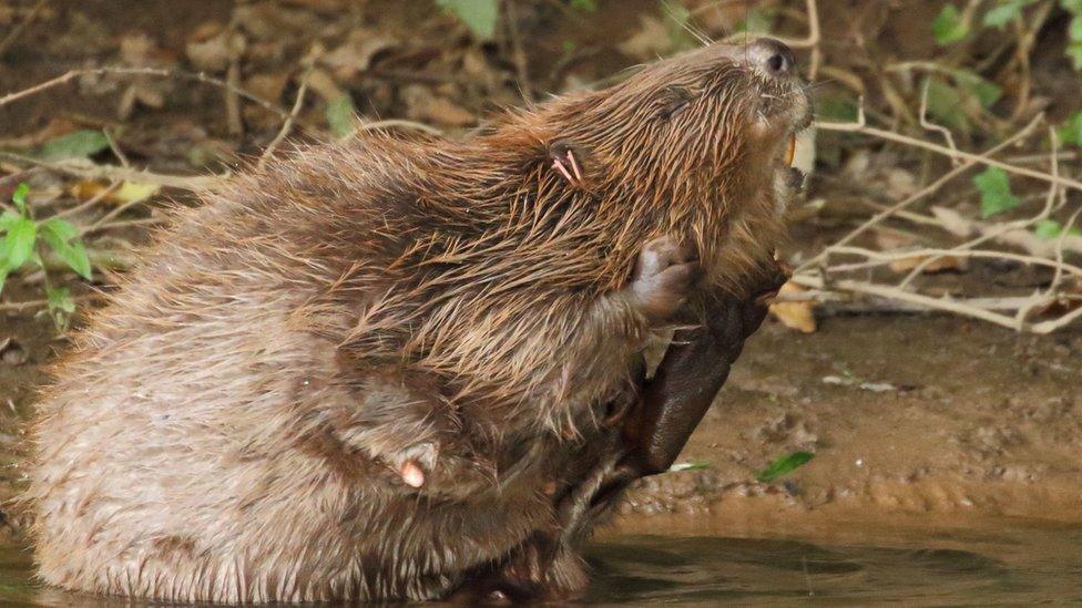 female-beaver-in-river-otter.