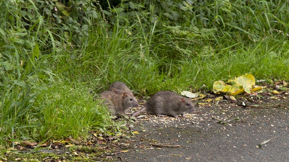 Rats eating at Brickfield Pond, Rhyl