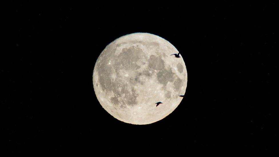 Full moon with birds passing by