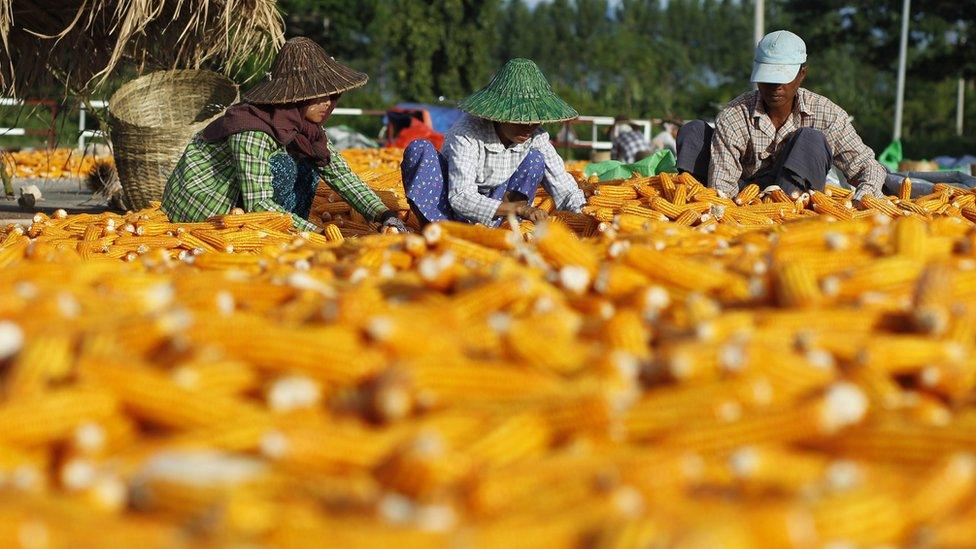 Myanmar workers preparing corn for drying in a field during the harvest in Naypyitaw, Myanmar,