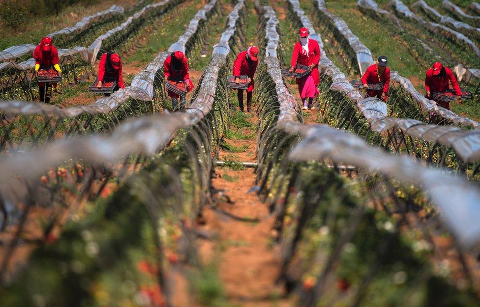 Female farm labourers pick strawberries in the Kenitra province country side of Morocco as the world marks the International Women"s Day on March 8, 2017.