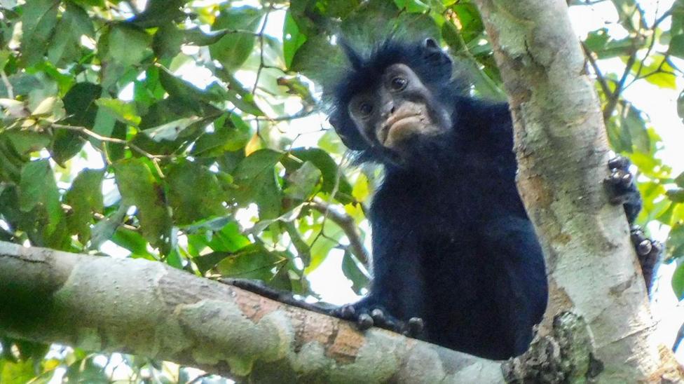 Watch: What we know about newly discovered monkey species