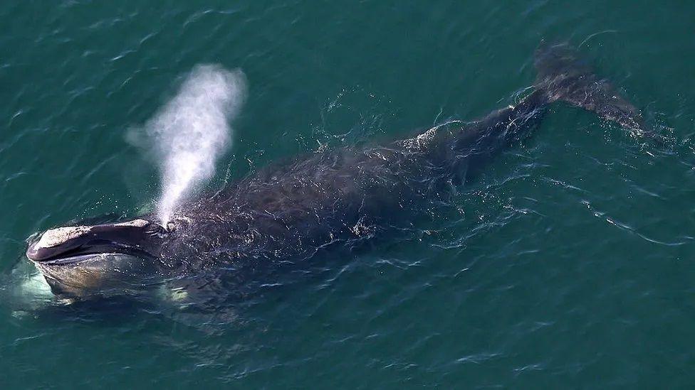 North atlantic right whale swimming