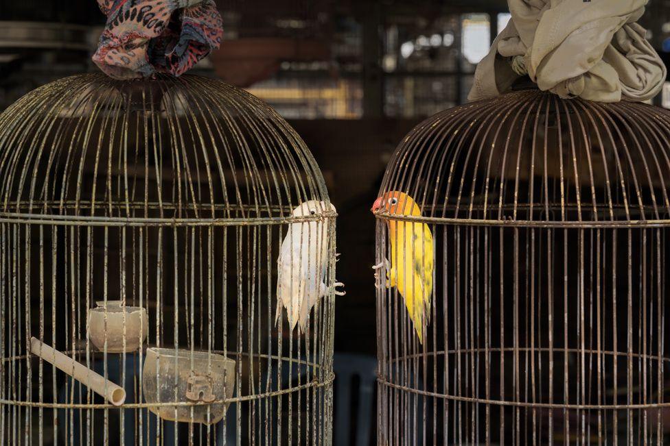 Lovebirds in cages in Bali, Indonesia.