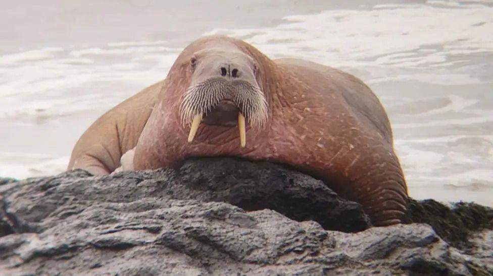 A walrus with wrinkly skin, whiskers and long ivory tusks rests on some rocks which are surrounded by a grey sea