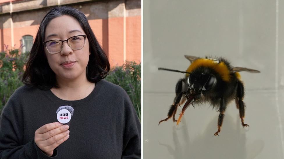 Do bees have feelings? Study reveals the insects' 'inner life'