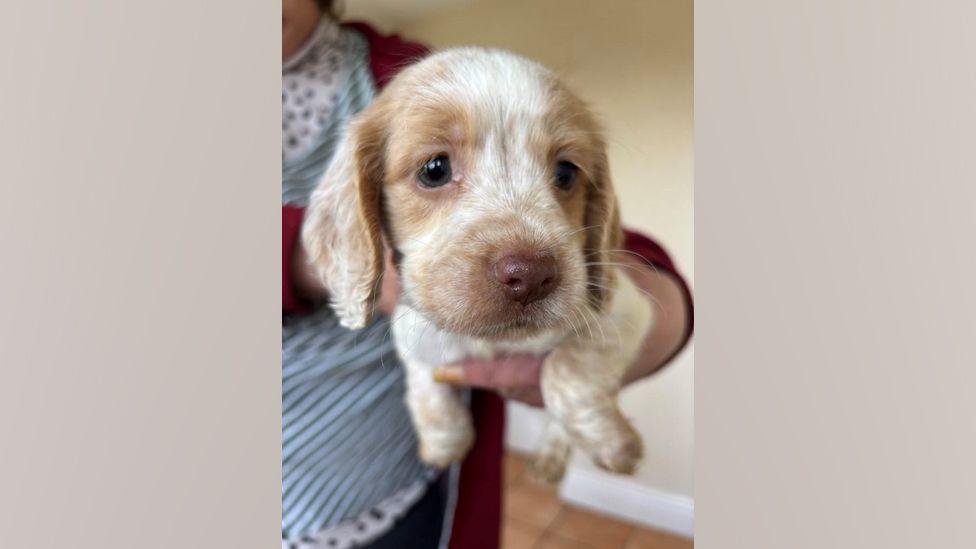 The dog is young cocker spaniel and is white and has brown patches around its eyes and nose.