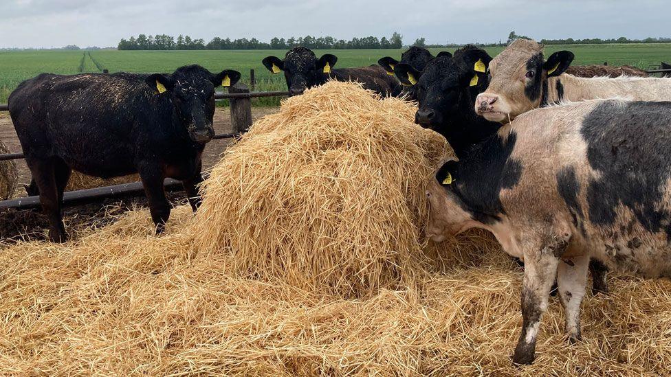 About half Mr Smith's cattle are out in two paddocks on his farm, usually kept for hay making for winter fodder, while the rest are still under cover