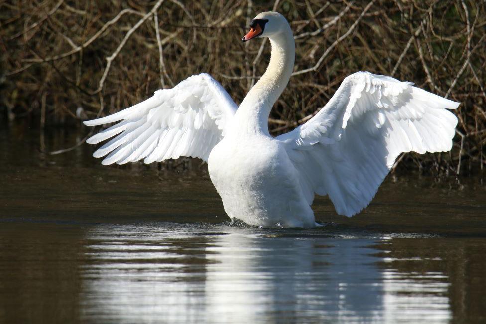 Swan with wings outstretched, and reflected in water.