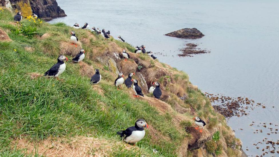 Atlantic puffins nesting in old rabbit holes on slope of sea cliff in seabird colony in summer, Iceland. 