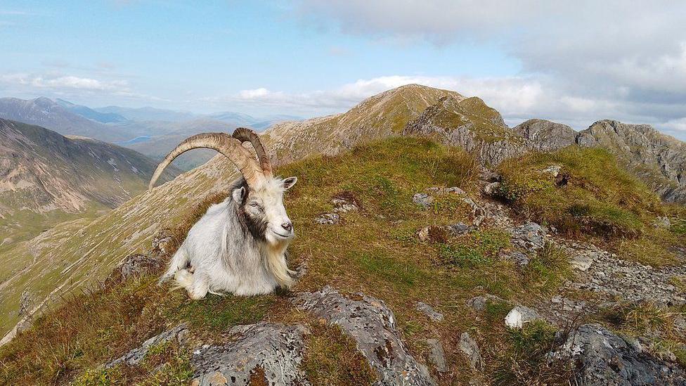 Goat on Aonach Eagach ridge