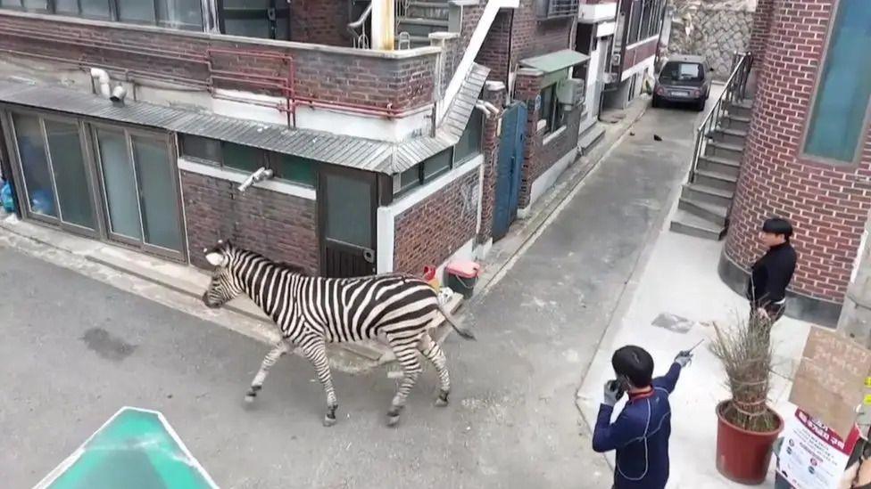 Zebra walks the streets, two men watch.
