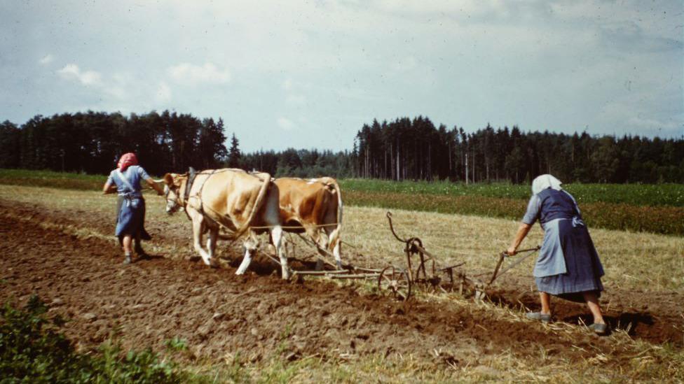 Two women in dresses and head scarves ploughing a field using cattle pulling old plough equipment, with trees in the background.