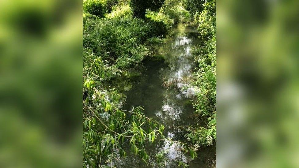 A full river surrounded by greenery