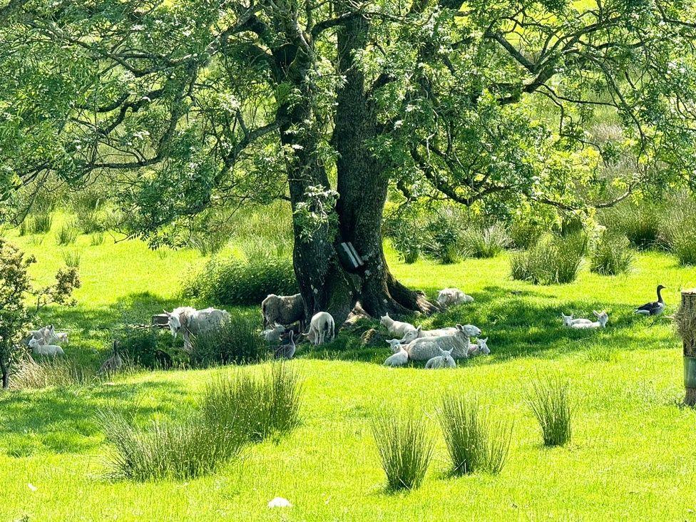 sheep and lambs on the grass