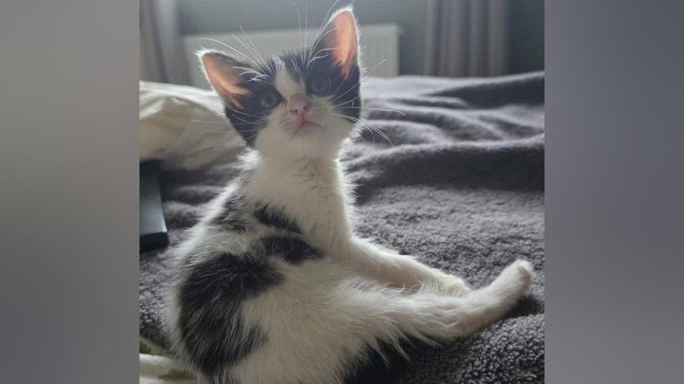 A black and white kitten sitting on a grey fluffy blanket on a bed. He is looking above the camera