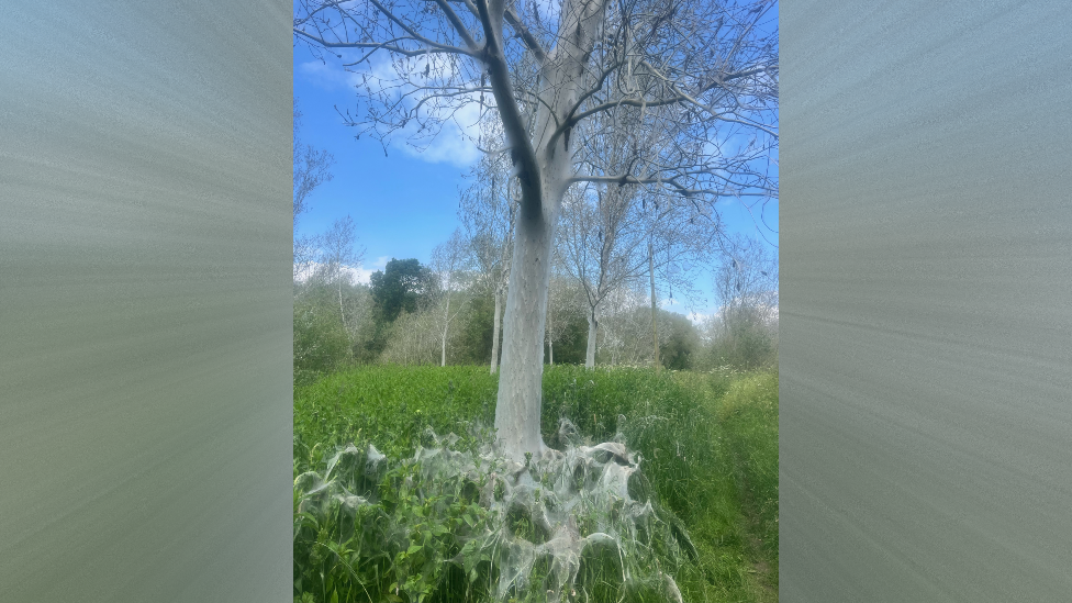 trees with webs