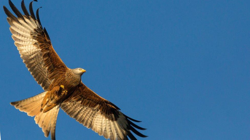 Red kite in flight over Hamerton Zoo park