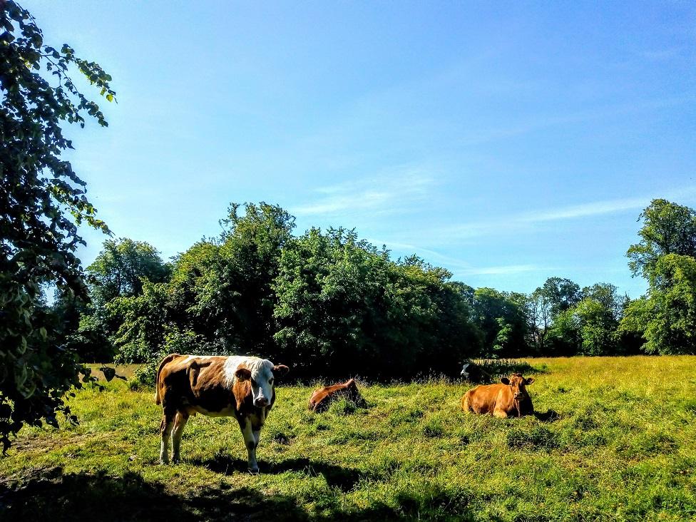 Cows at Kilmarnock