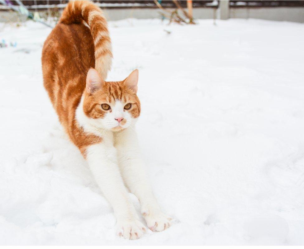 Rodney the ginger and white cat stretching out