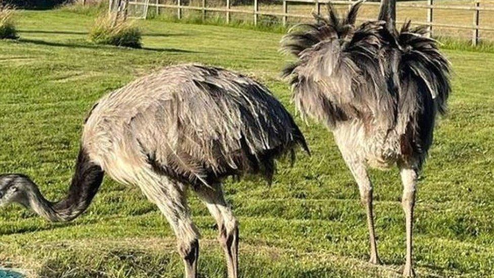 Rhea birds, Mr and Mrs