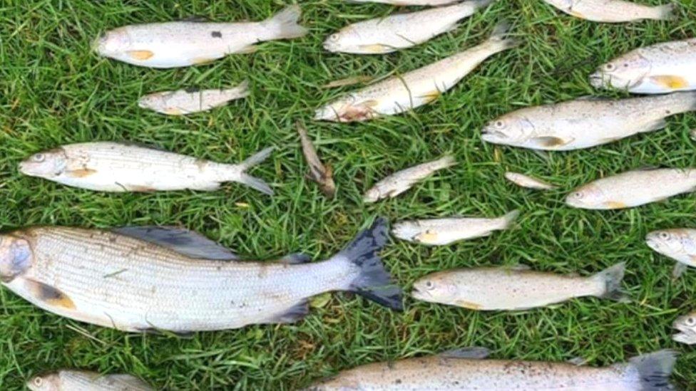 Dead fish laid on grass