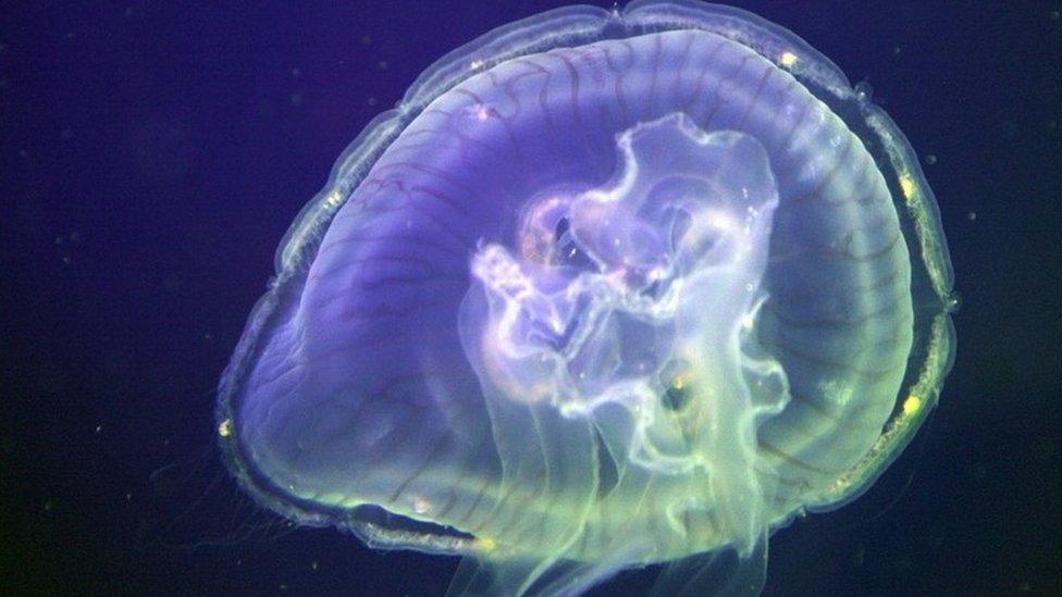 Common jellyfish