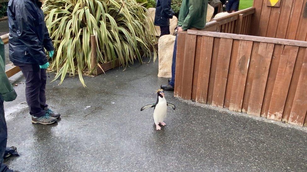 Macaroni penguin