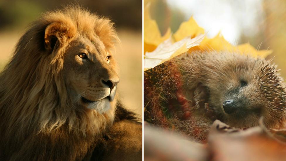 Lion and hedgehog