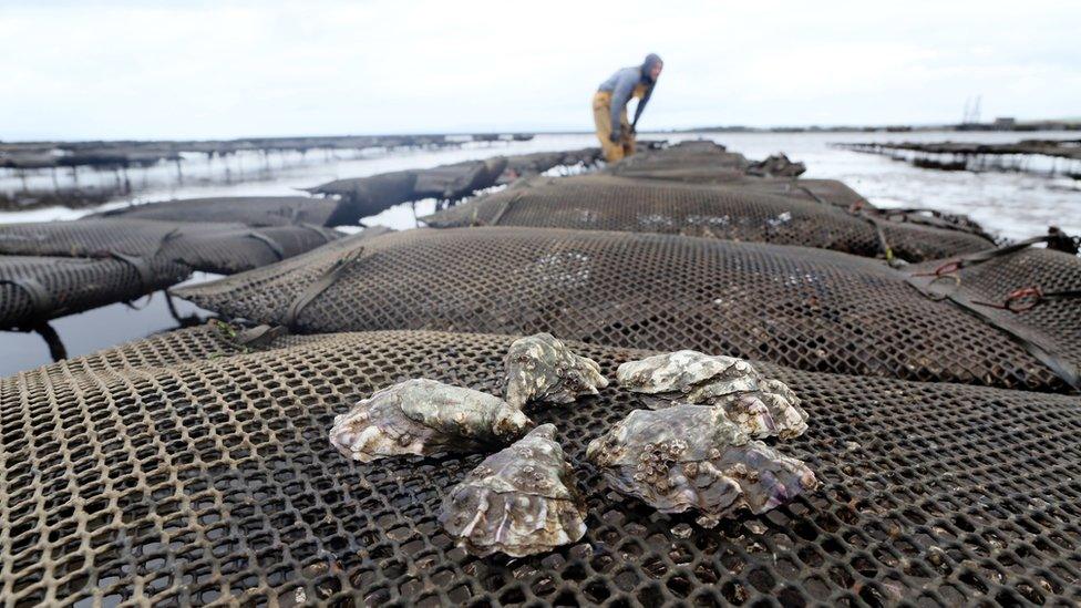 Oysters being farmed in Ireland