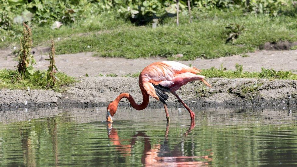 Flamingo feeding