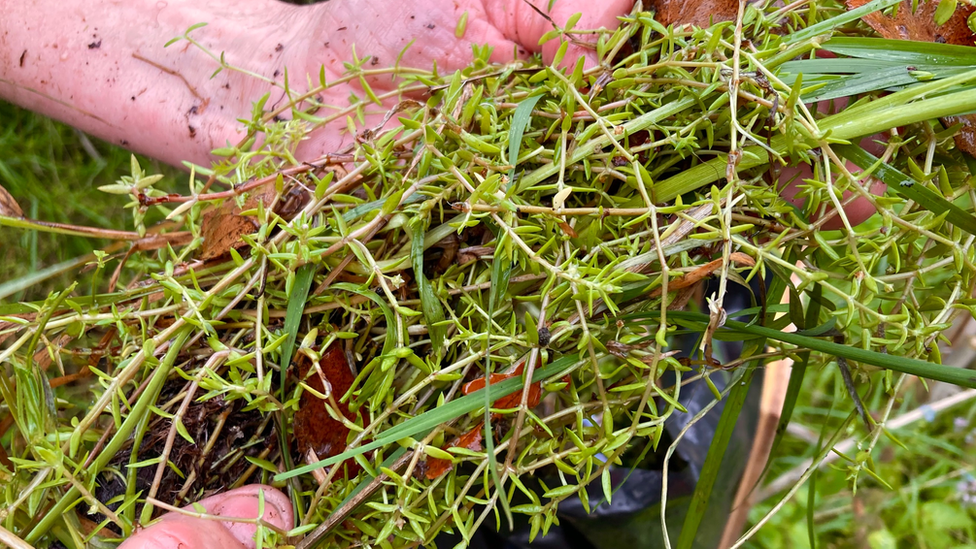 Close-up of someone holding Australian stonecrop