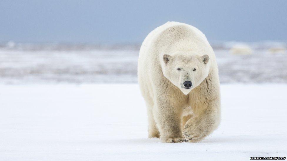 Polar bear