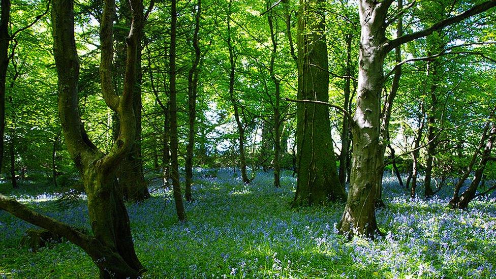 Ballaglass Glen in Maughold